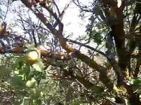 palamut hangi ağacın meyvesi